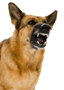 Electronic Barking Dog Alarm Barking Dog Photo